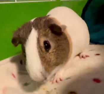 Rescue Guinea Pig Guinea Pigs for Adoption - Hambone | PetCurious